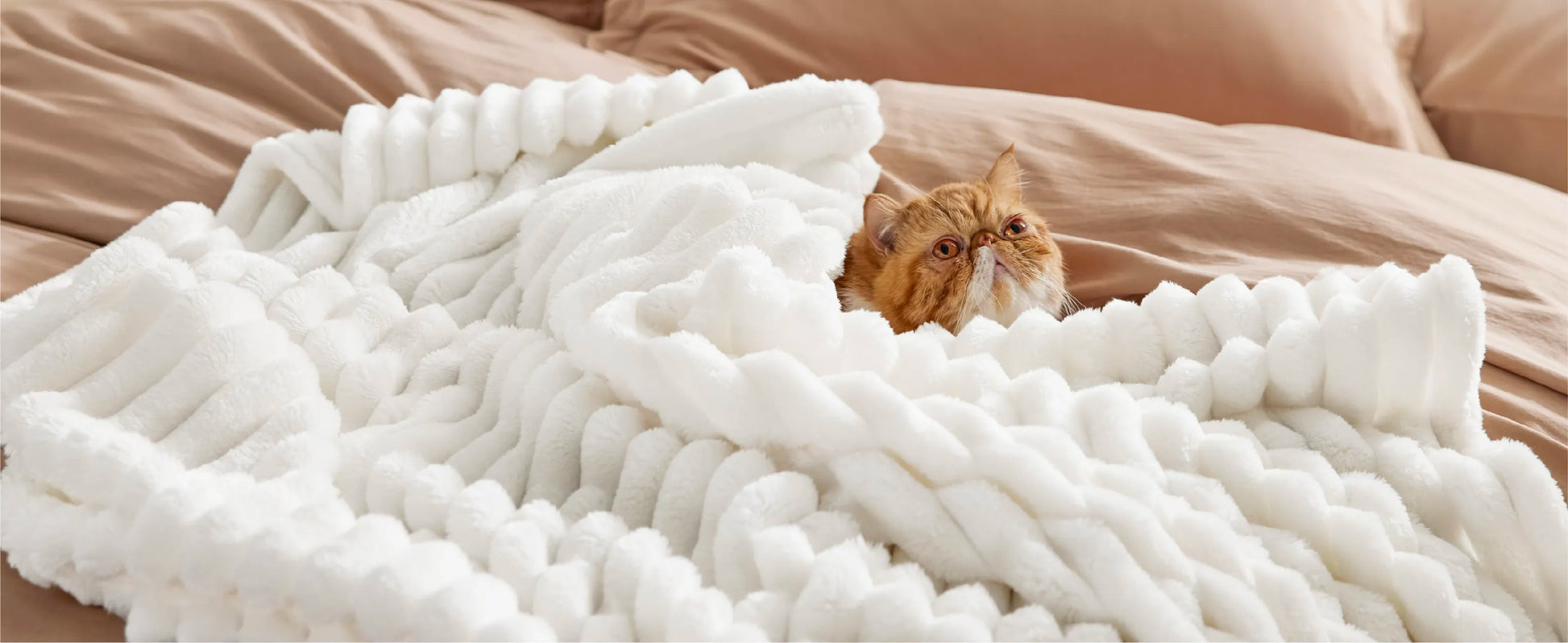 Een kleine, pluizige oranje kat die onder een dikke Act Design Shop Comfortdeken van 150 x 200 cm op een beige bed vandaan gluurt en er nieuwsgierig en enigszins verbijsterd uitziet.
